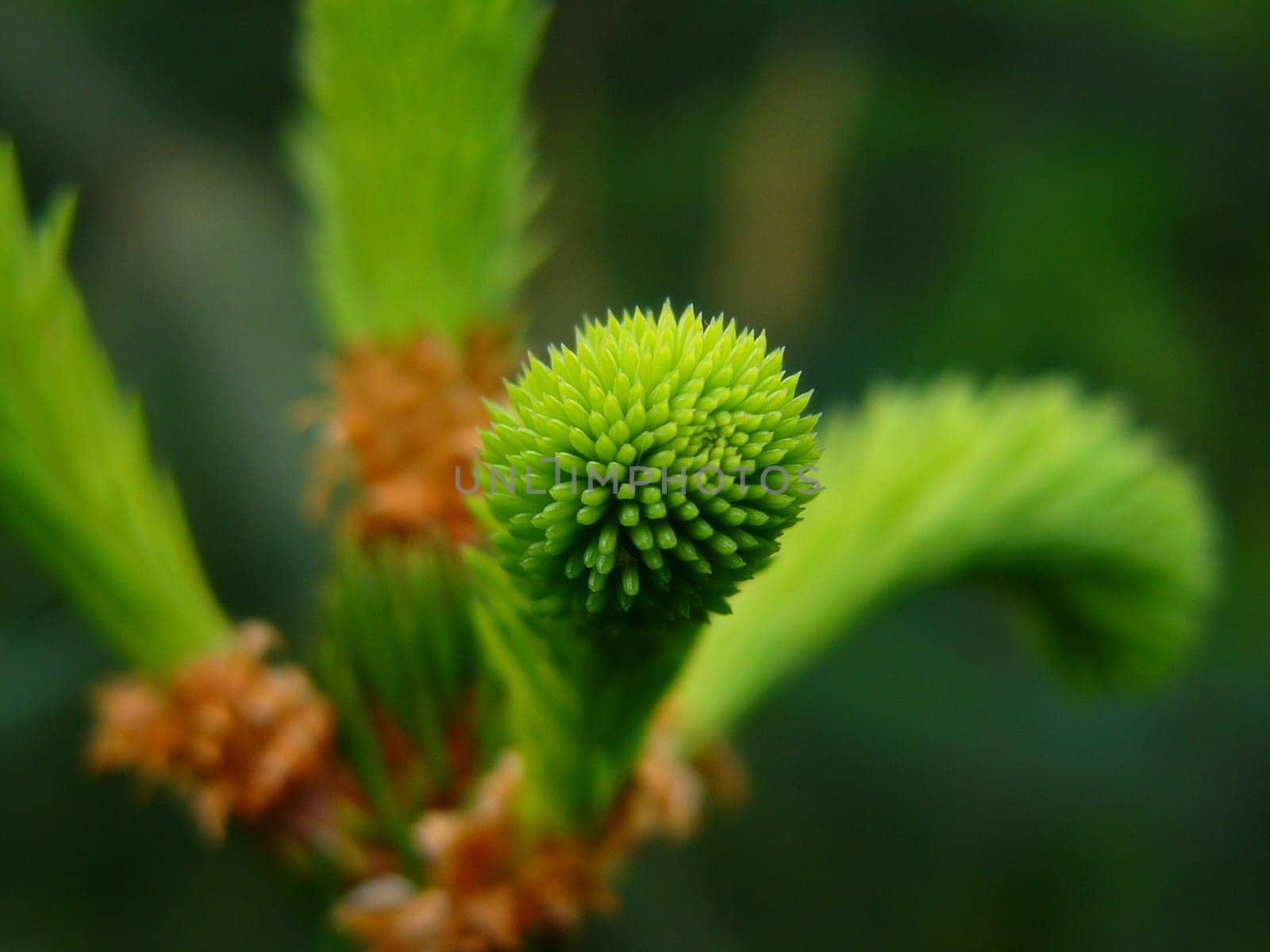Fir branch