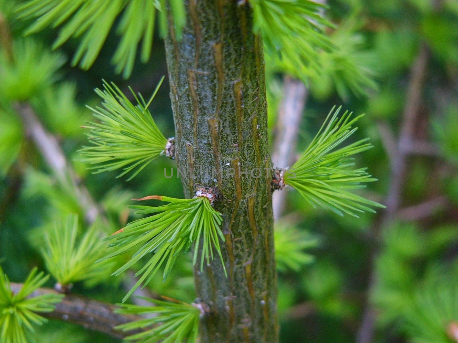 Sprouting