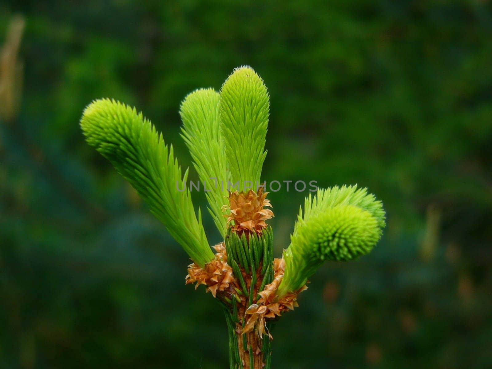 Fir branch