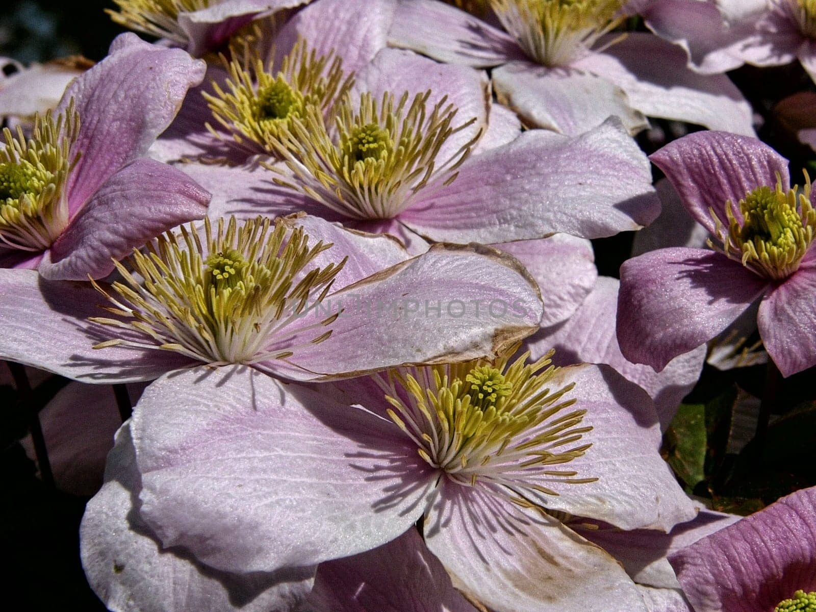 Sea of flowers