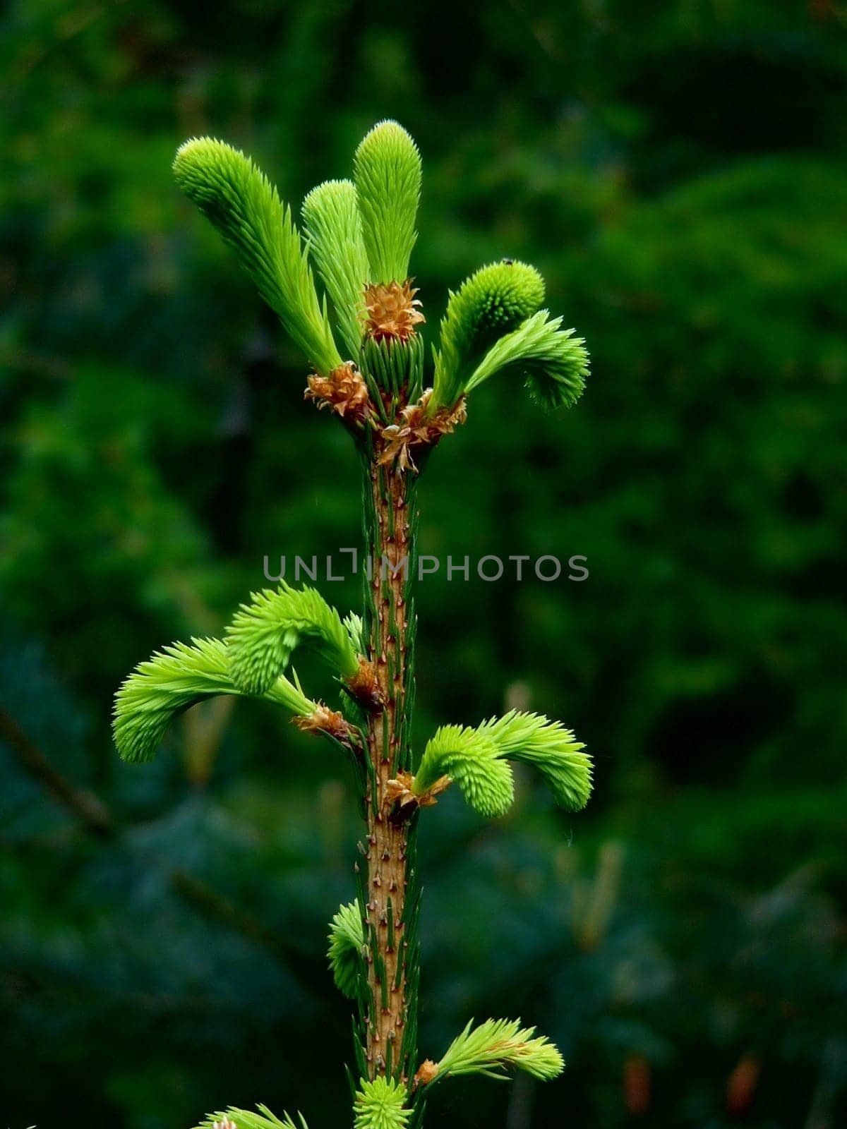 Fresh shoots