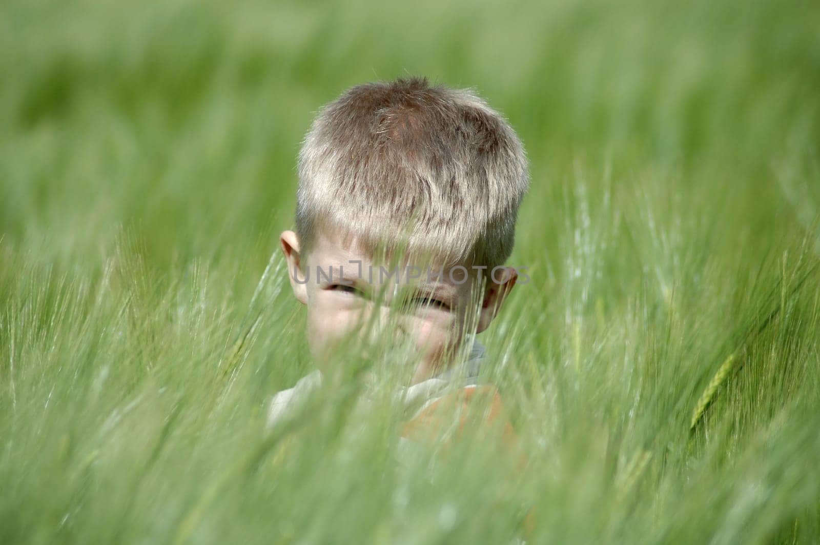 In the wheat field