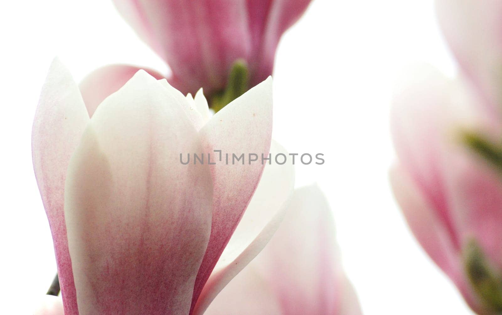 Magnolias