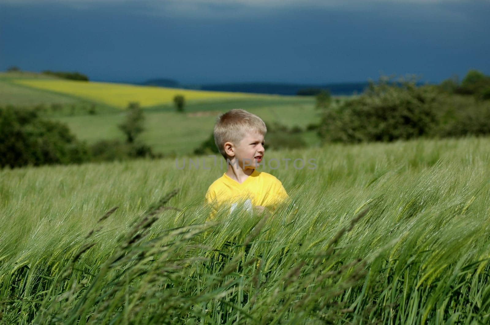 In the cornfield