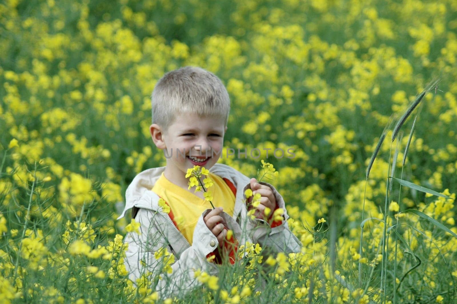 In the rapeseed field