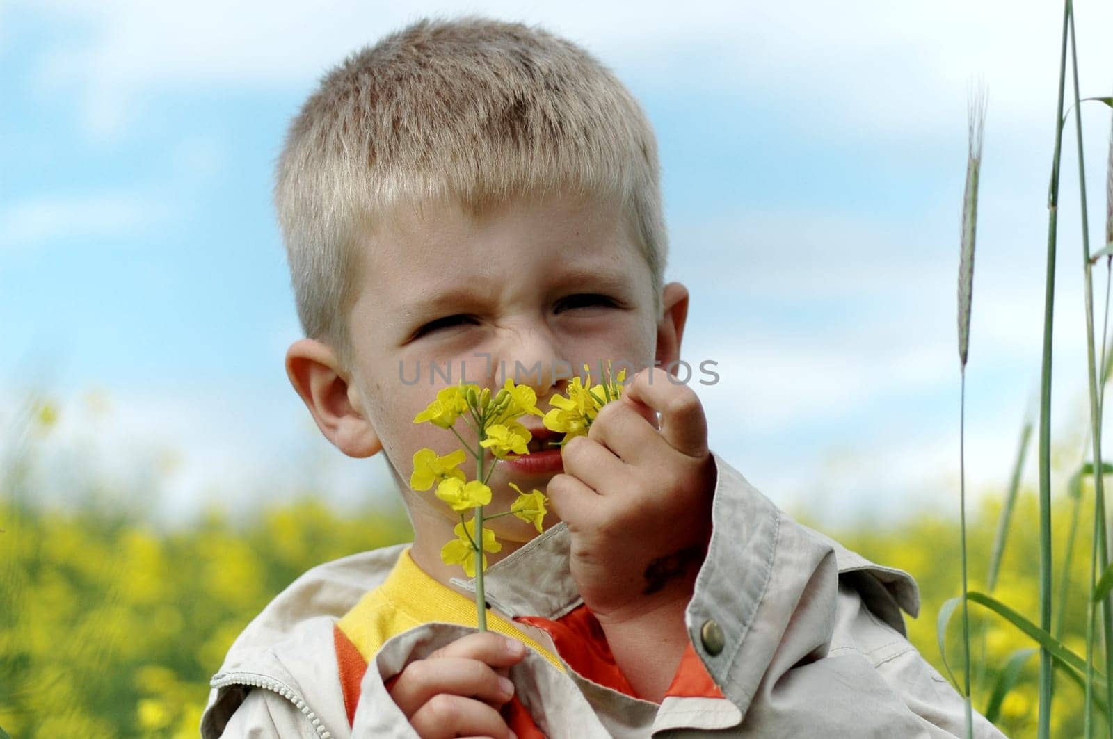 rapeseed