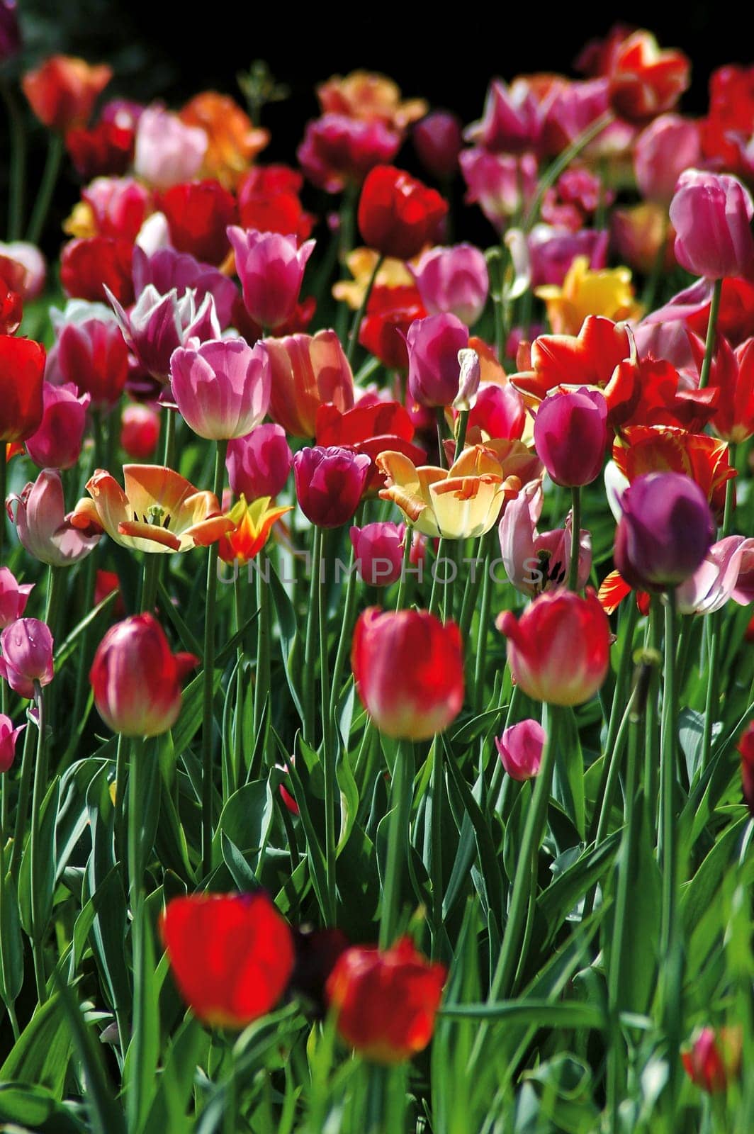 Tulip Field 5