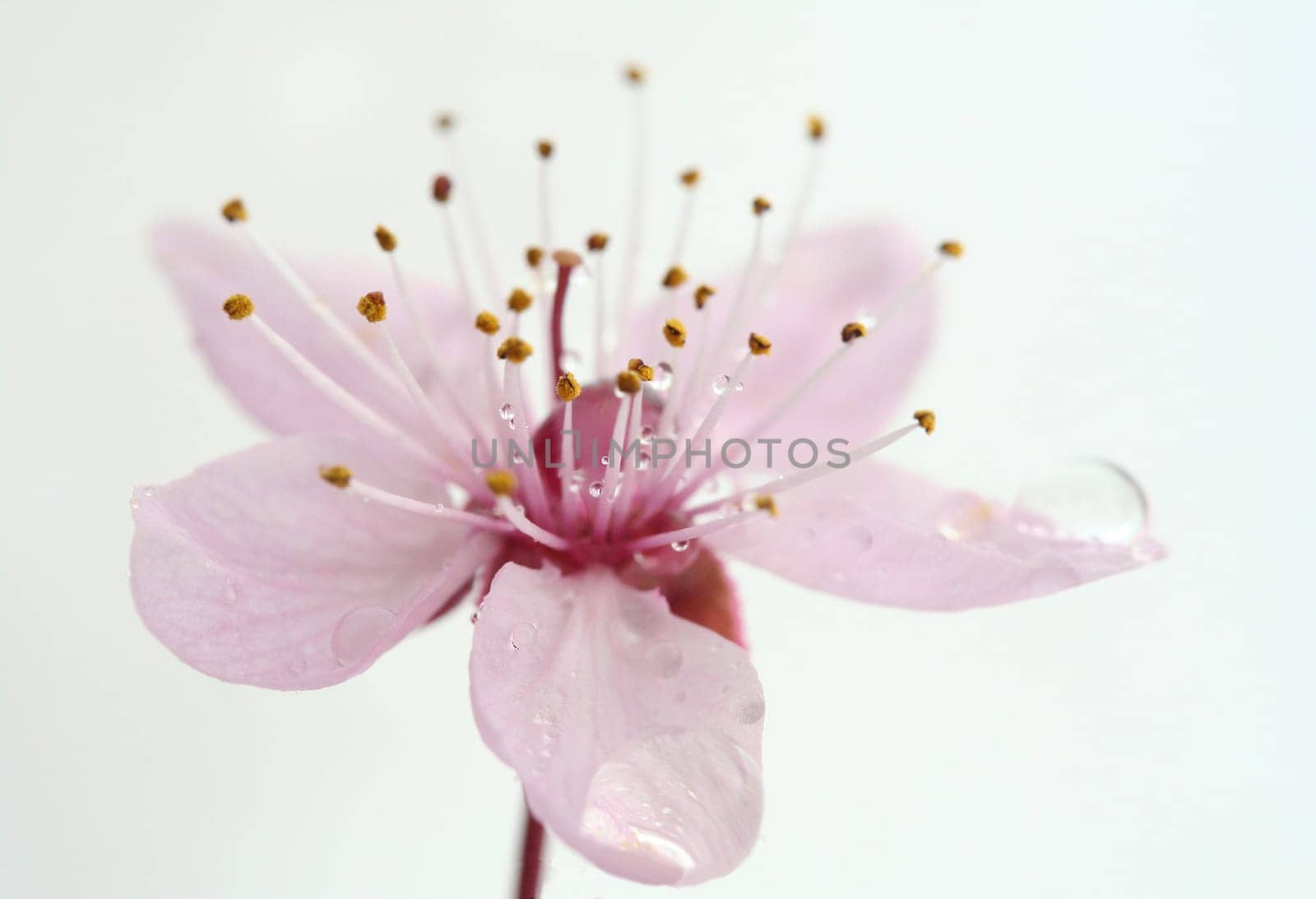 filigree blooming
