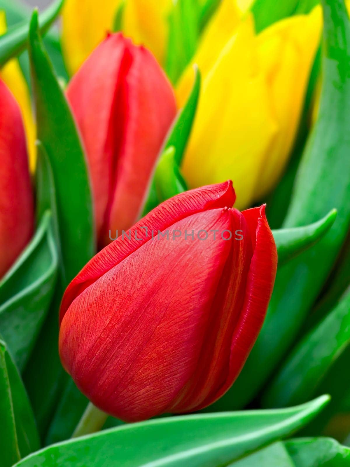 Tulips