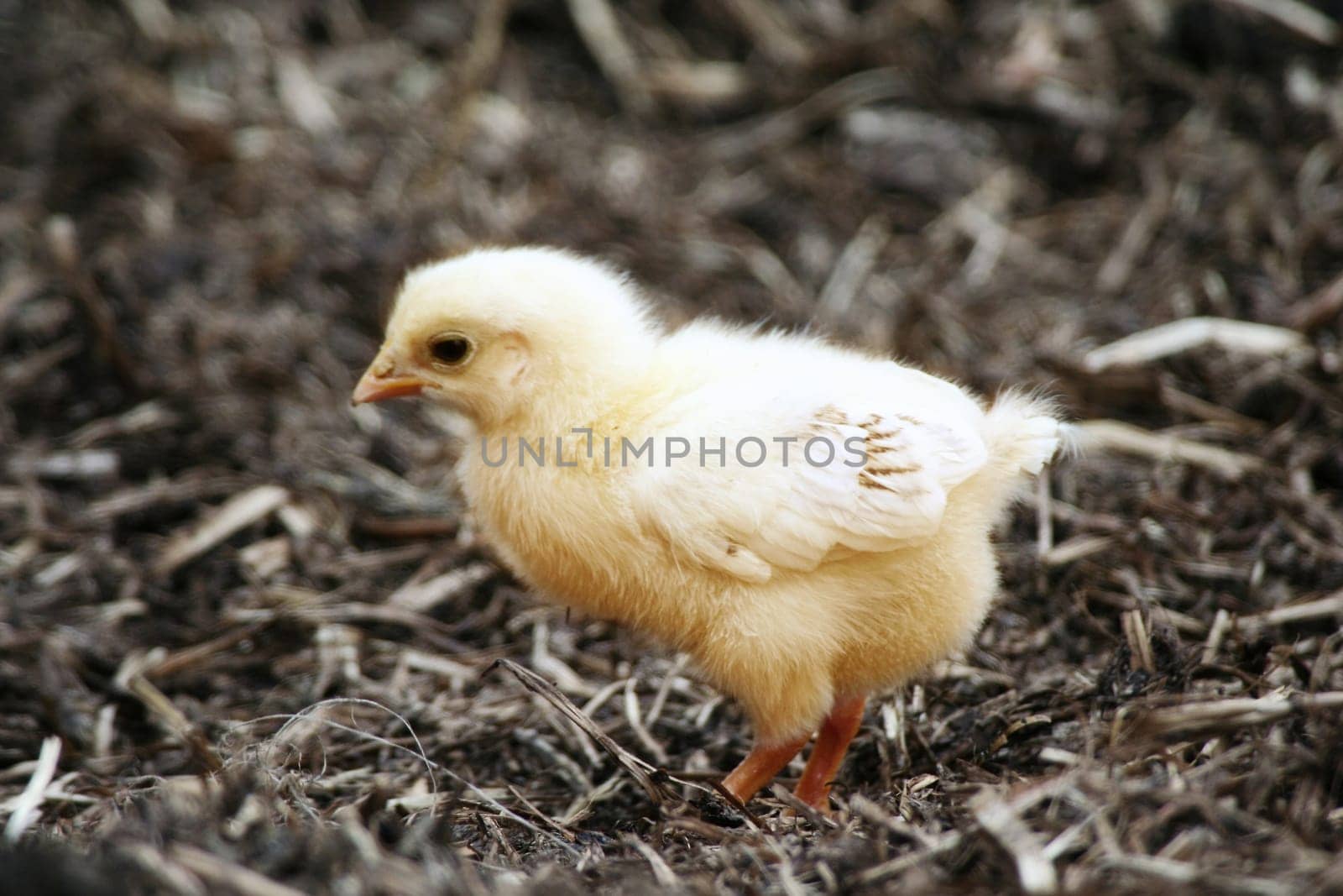 Chick