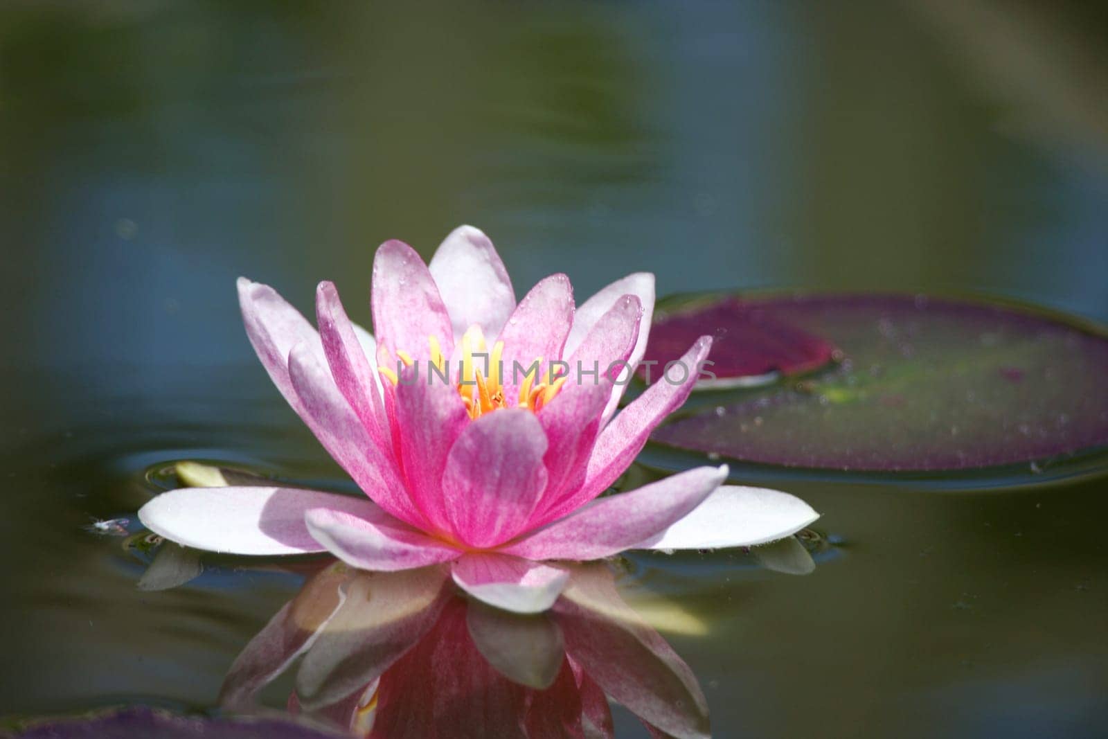 Water lily