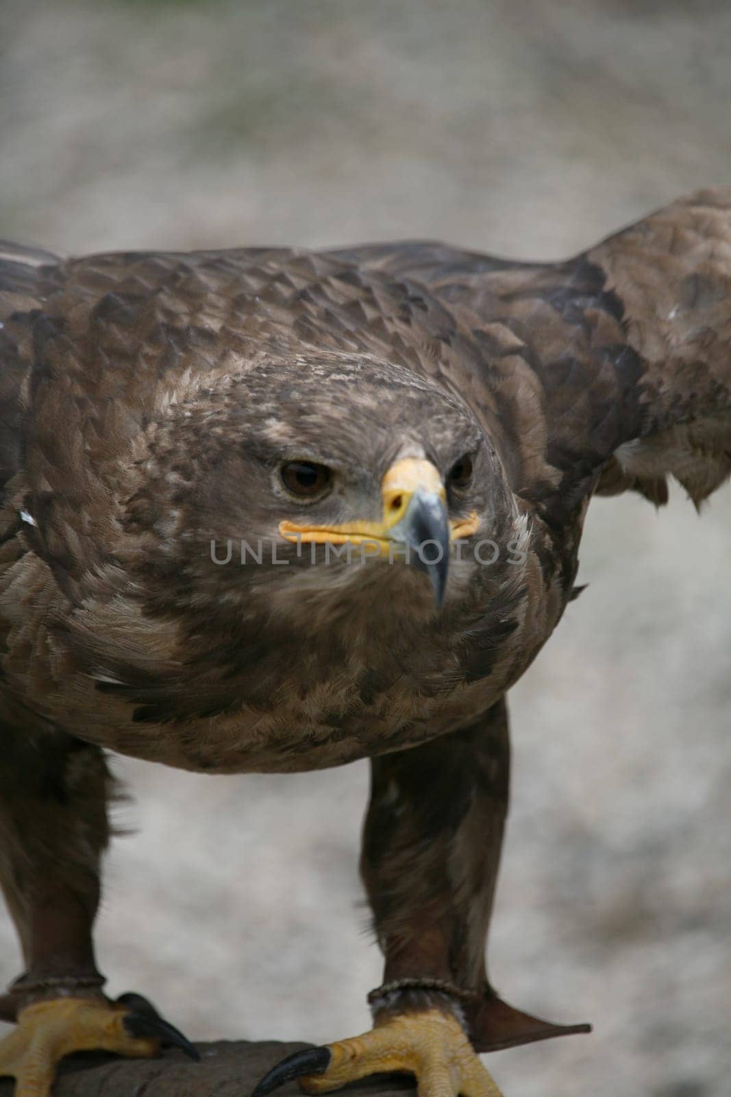 Aquila nipalensis