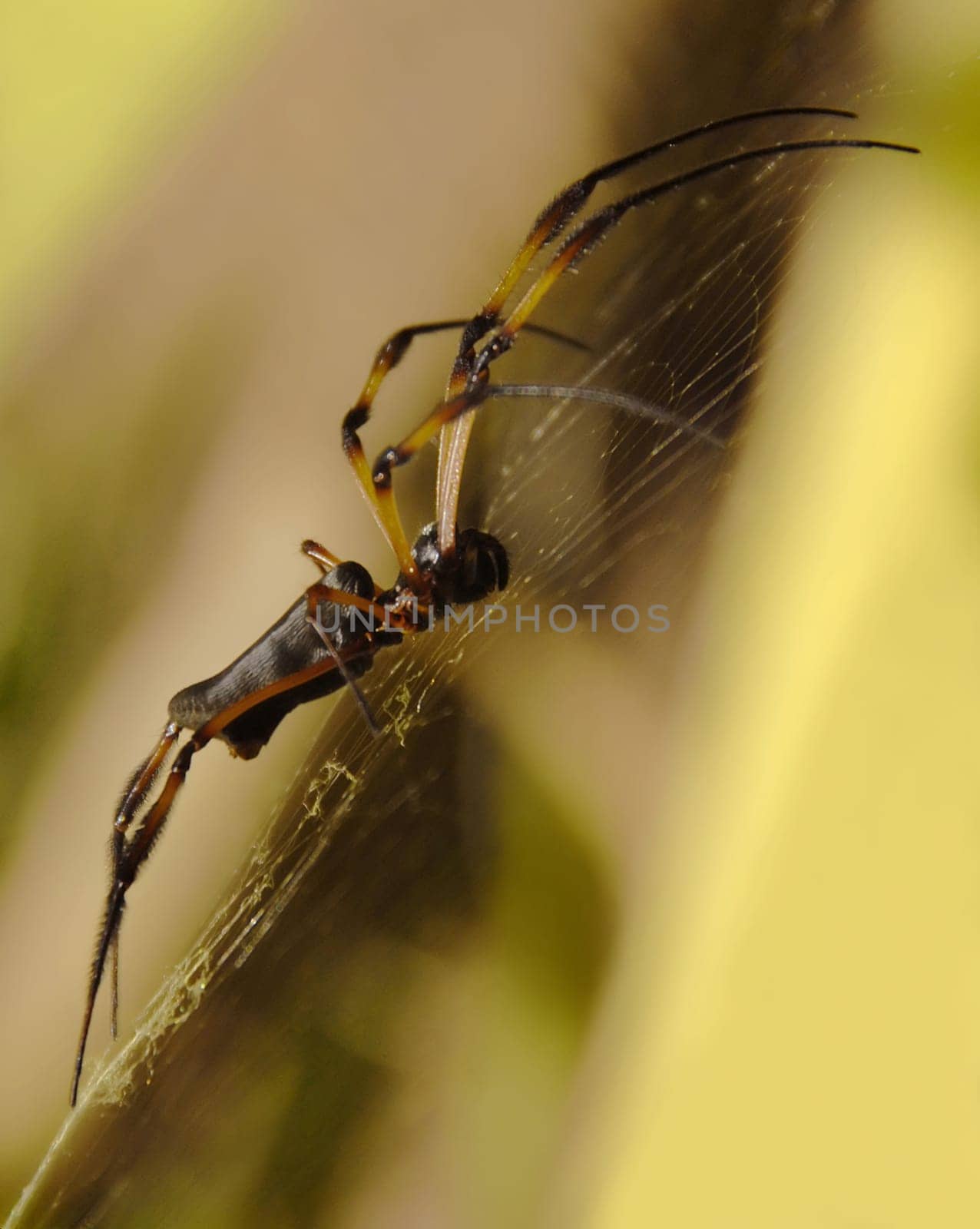 The silk or Ferris wheel web spiders are among the most beautiful and largest web spiders ever. The female has a body 4-5 cm long and reaches a total size that is quite equal to the hand of an adult male. The diameter of the Män