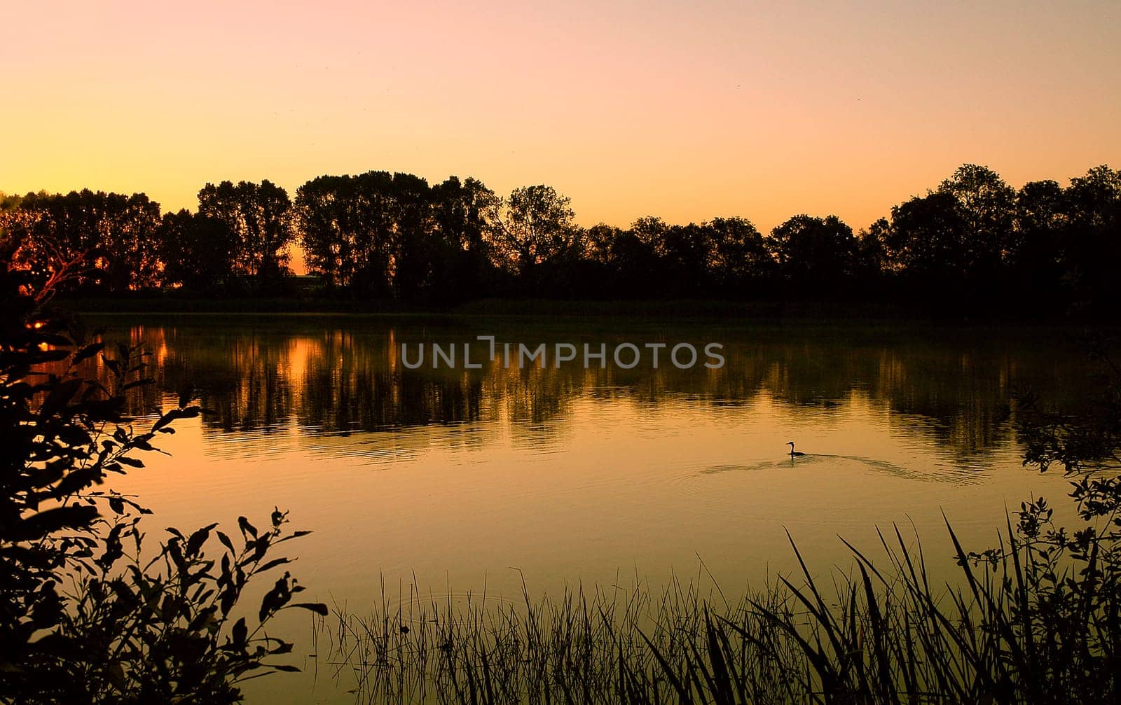 Again a slightly different cut and a great crested grebe also swam into my picture!:-)