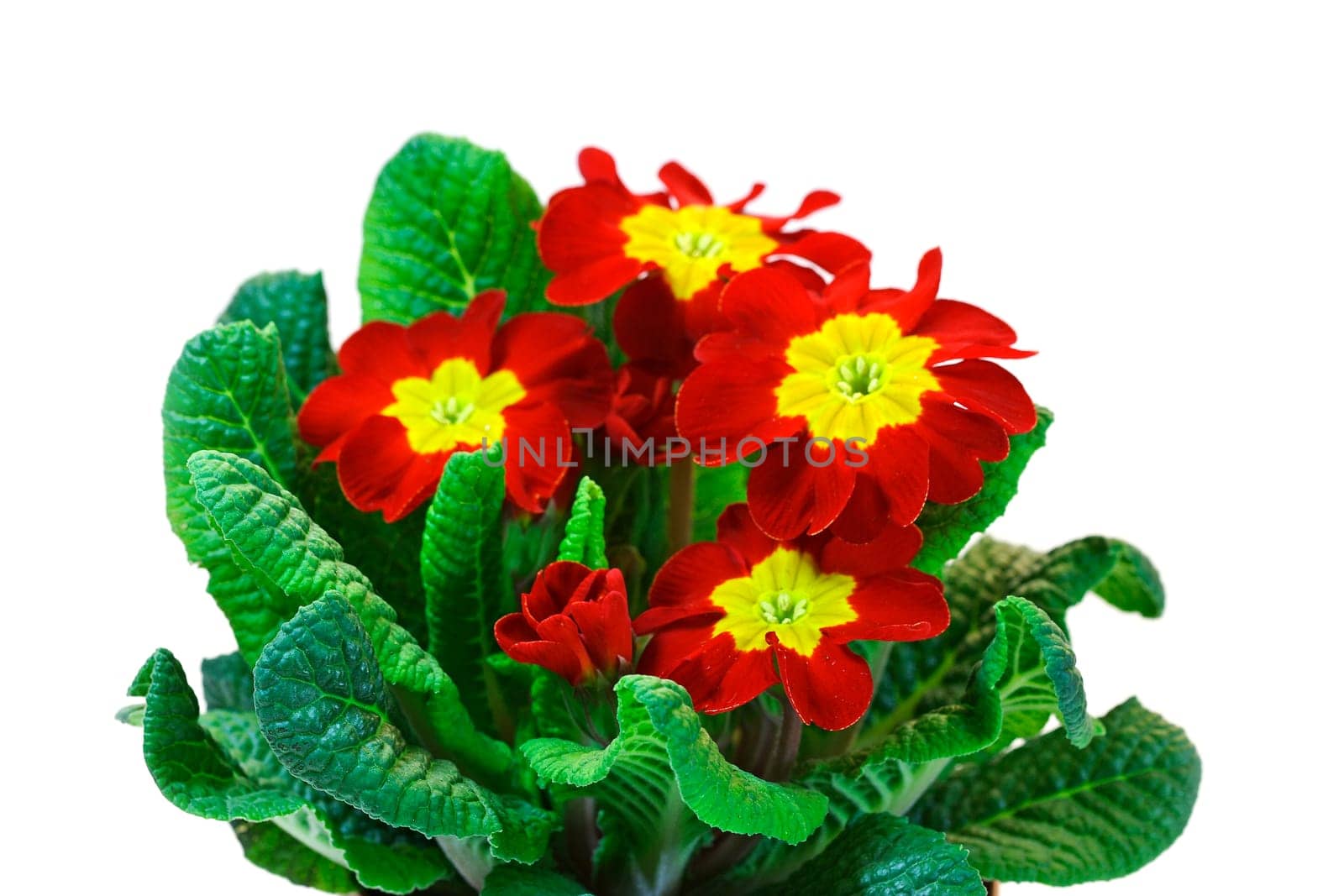 red primroses