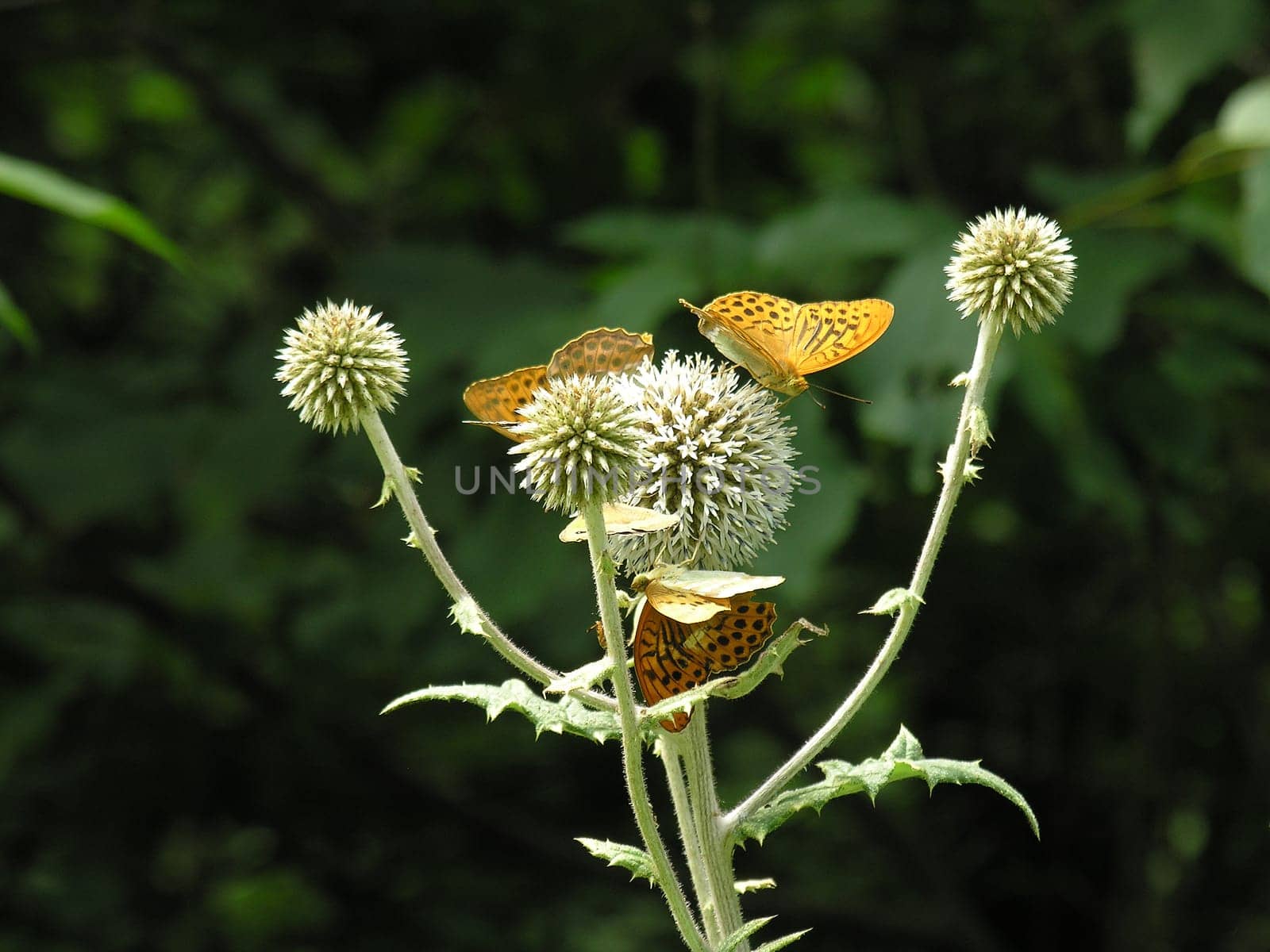 Thistle with butterflies