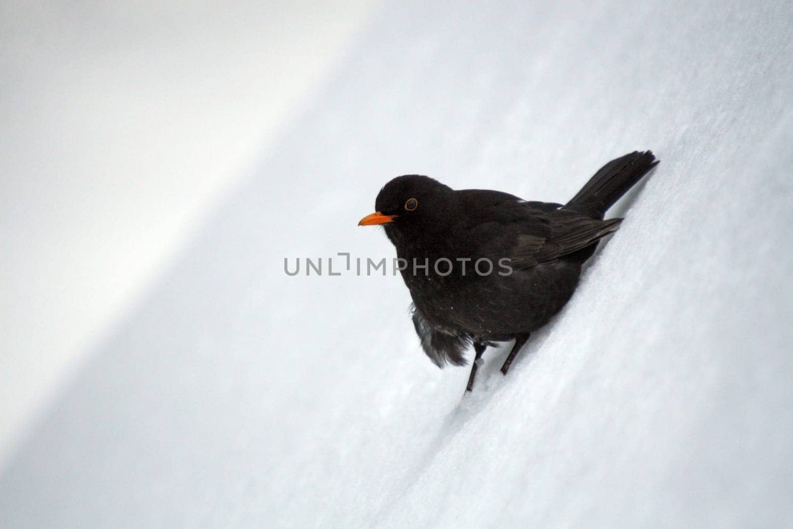 Blackbird 1