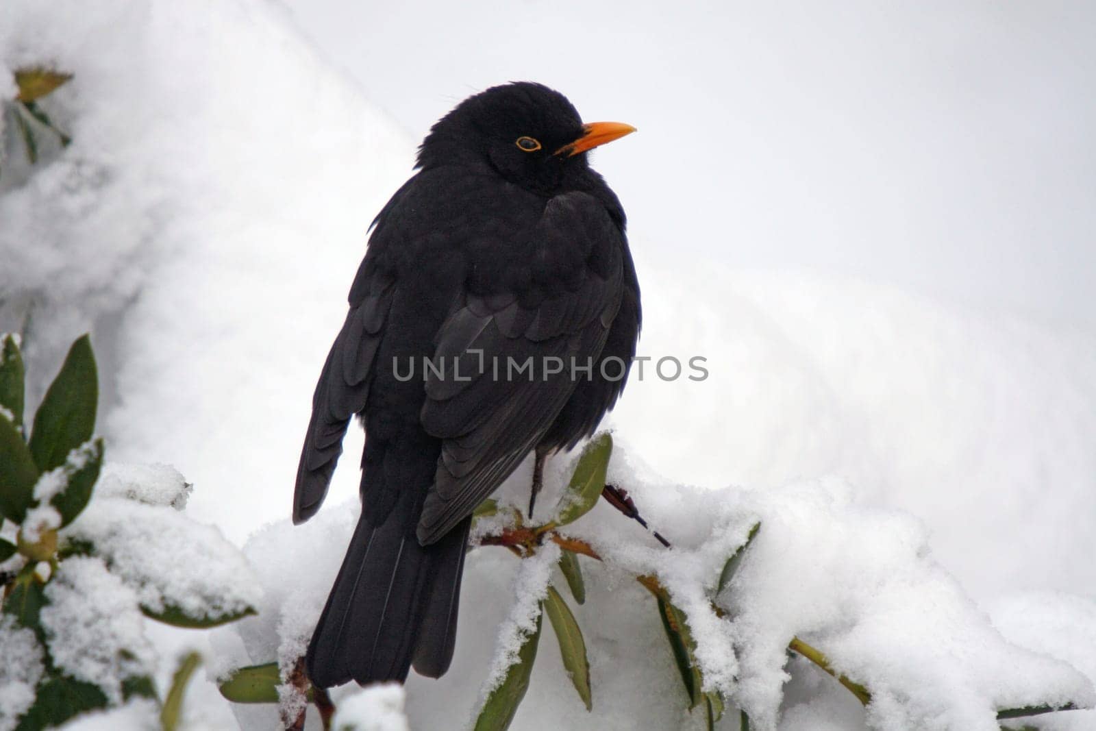 Blackbird 2