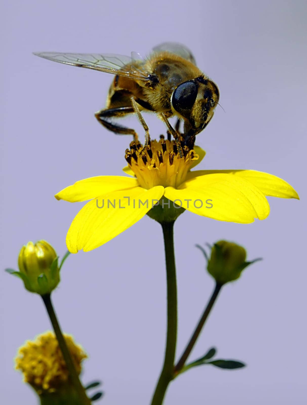 In the meantime,the bees were stopped from their activity by the heavy snowfall.