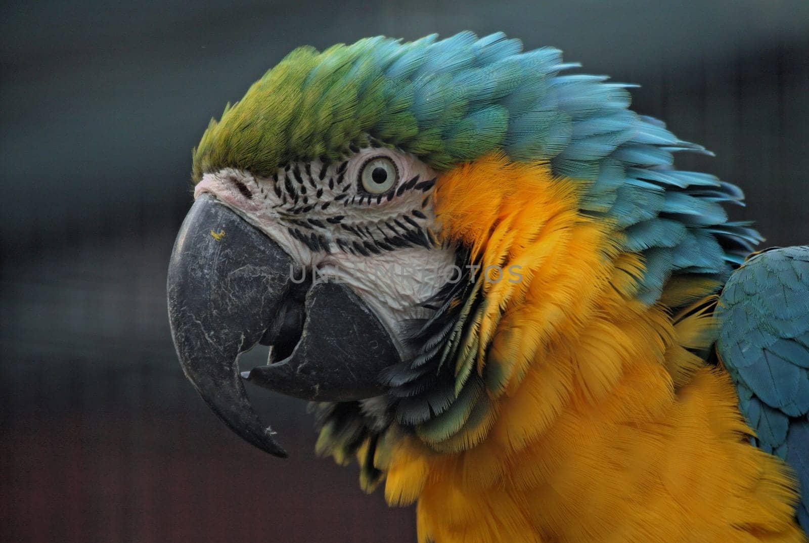 Yellow-breasted macaw