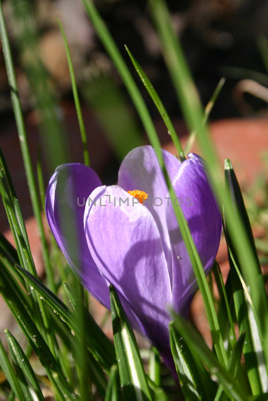 crocus