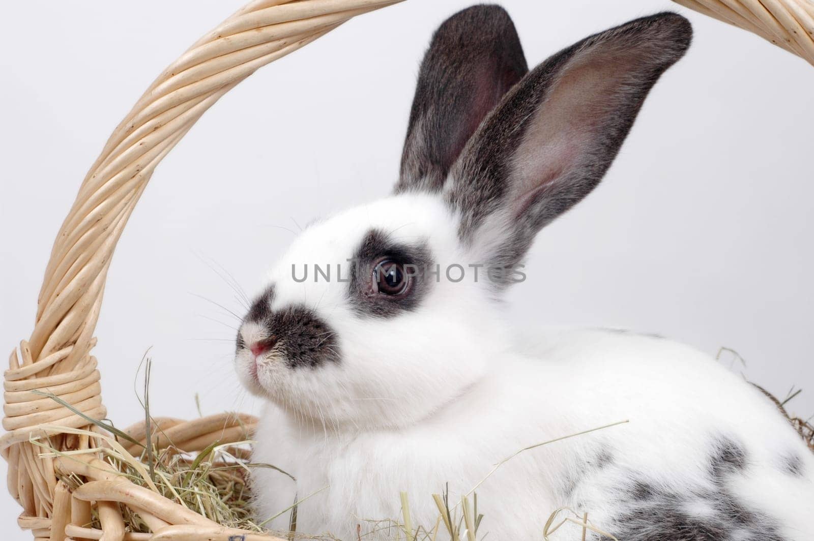 Easter Bunny