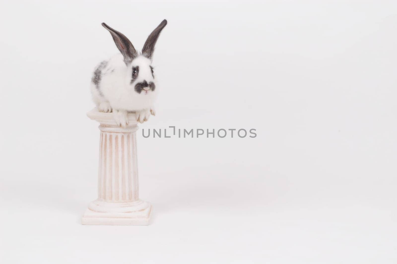 Easter Bunny