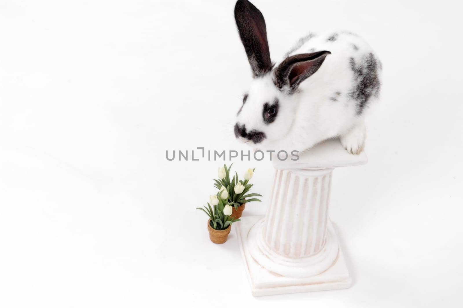 white rabbit