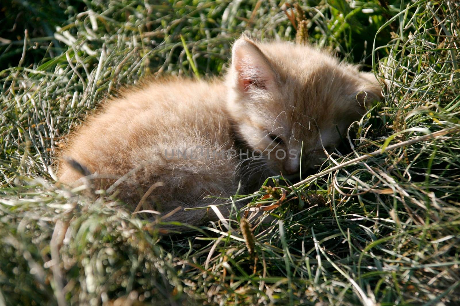 Sleeping kitten