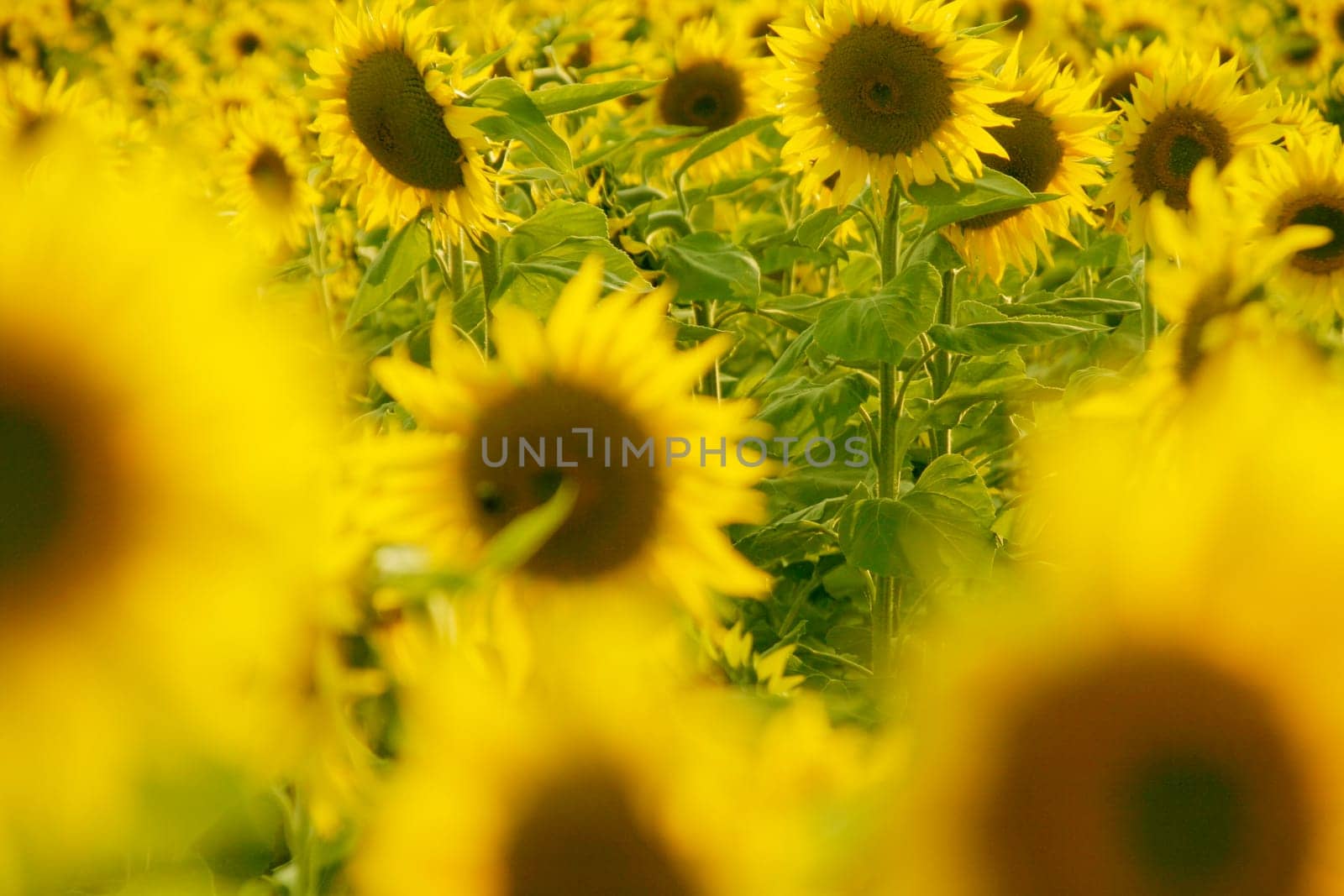 Sunflowers