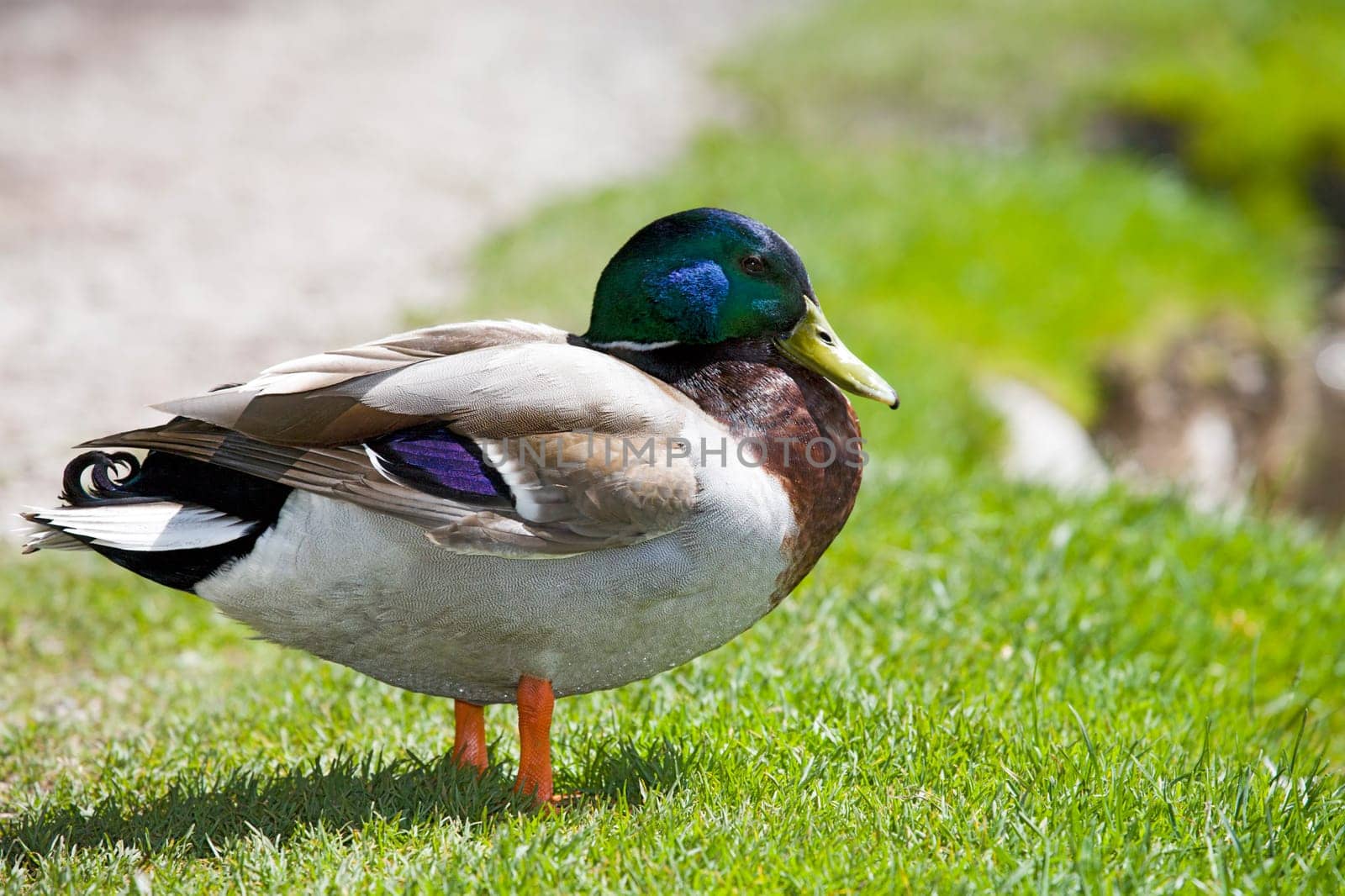 Male mallard