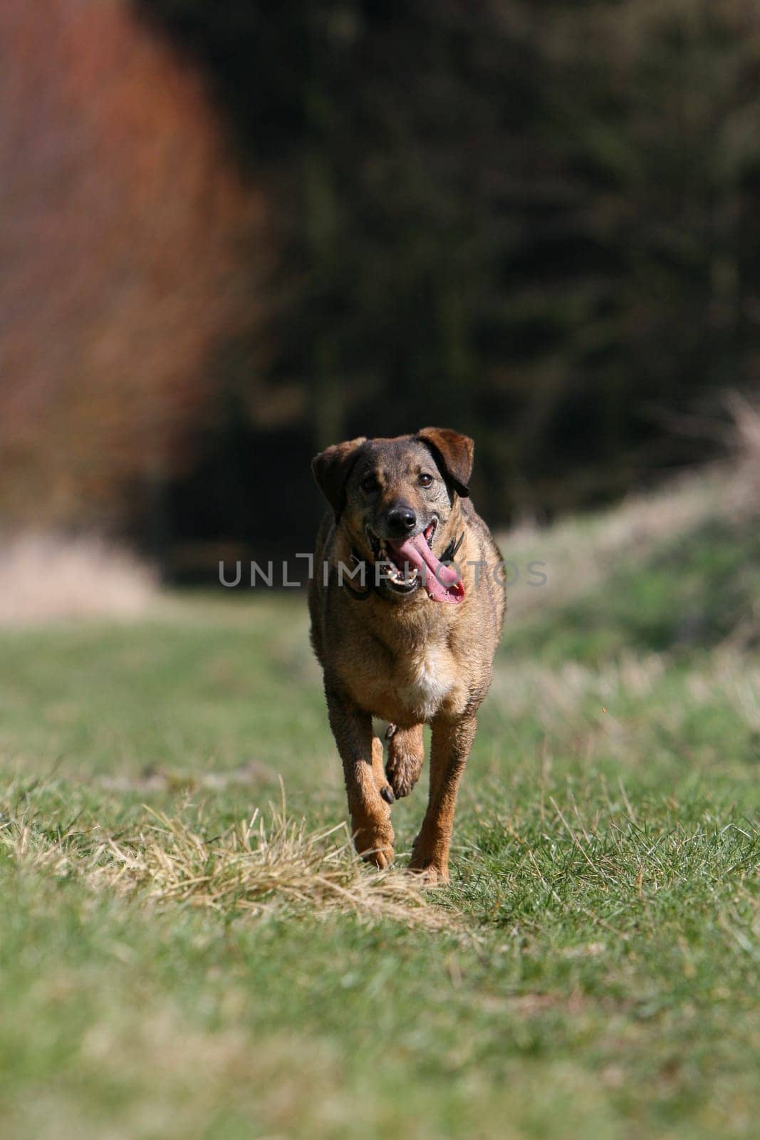 The problem is,he never brings it back - he drags it somewhere where you can't find it and then you always have to look for a new stick for him :-)
