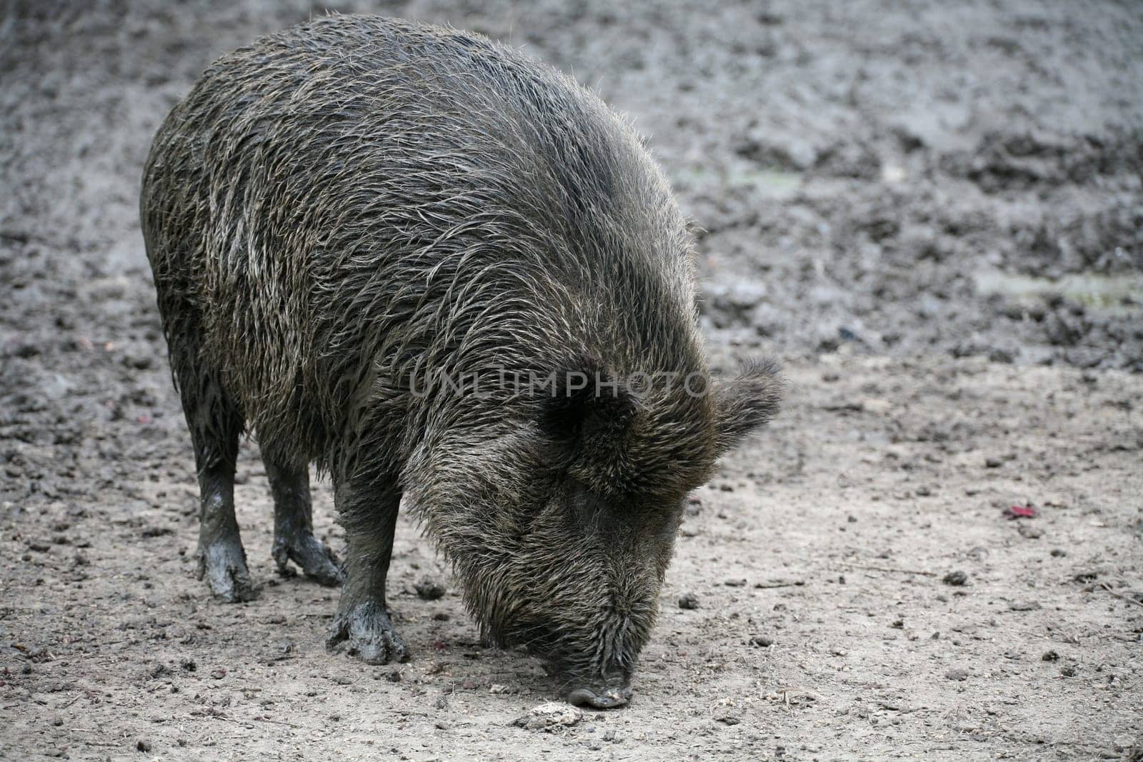 Wild boar