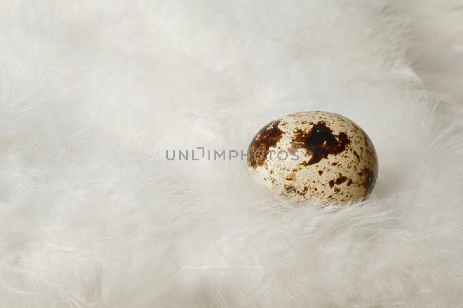 Quail egg