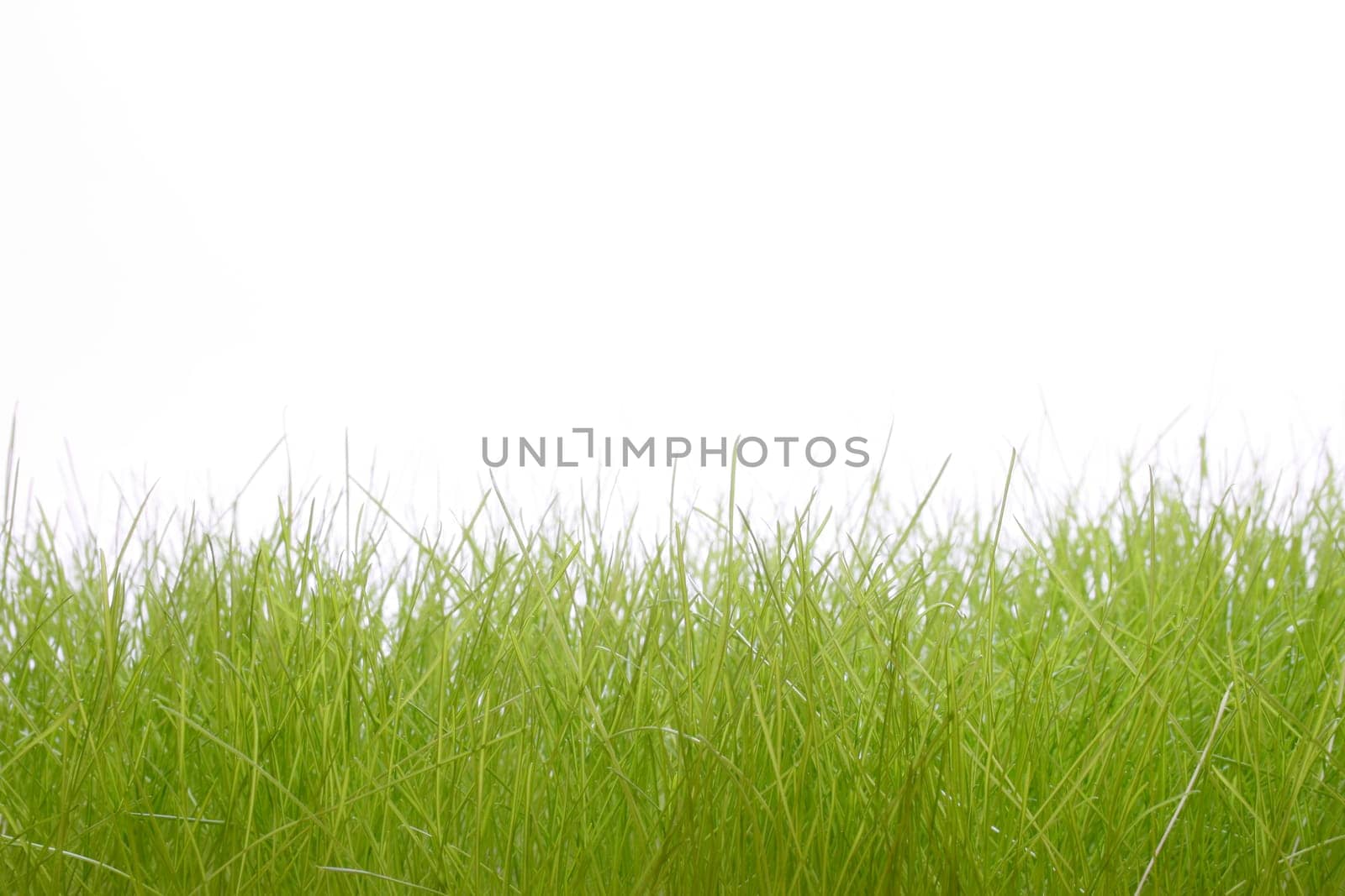 Grass