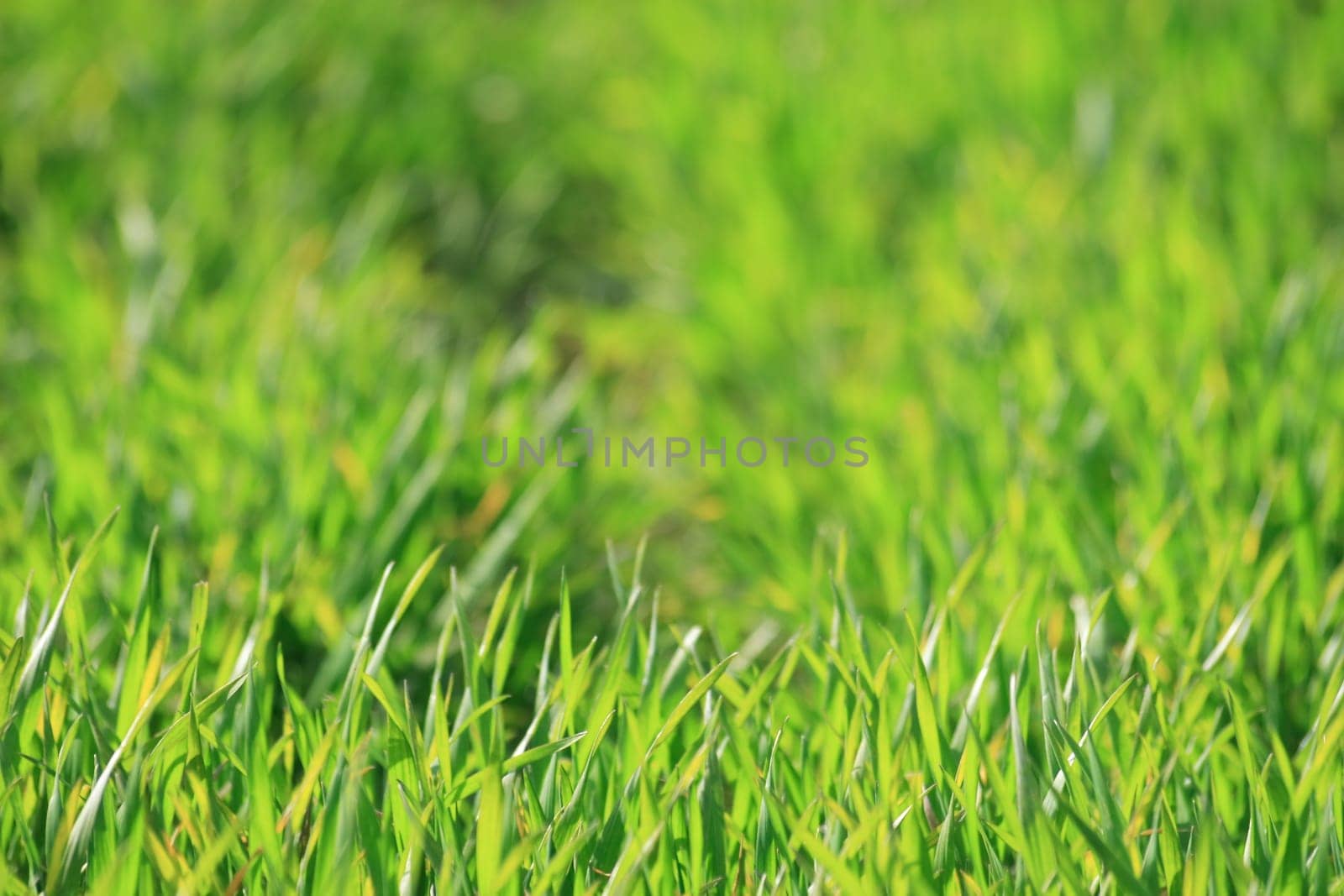 Green meadow