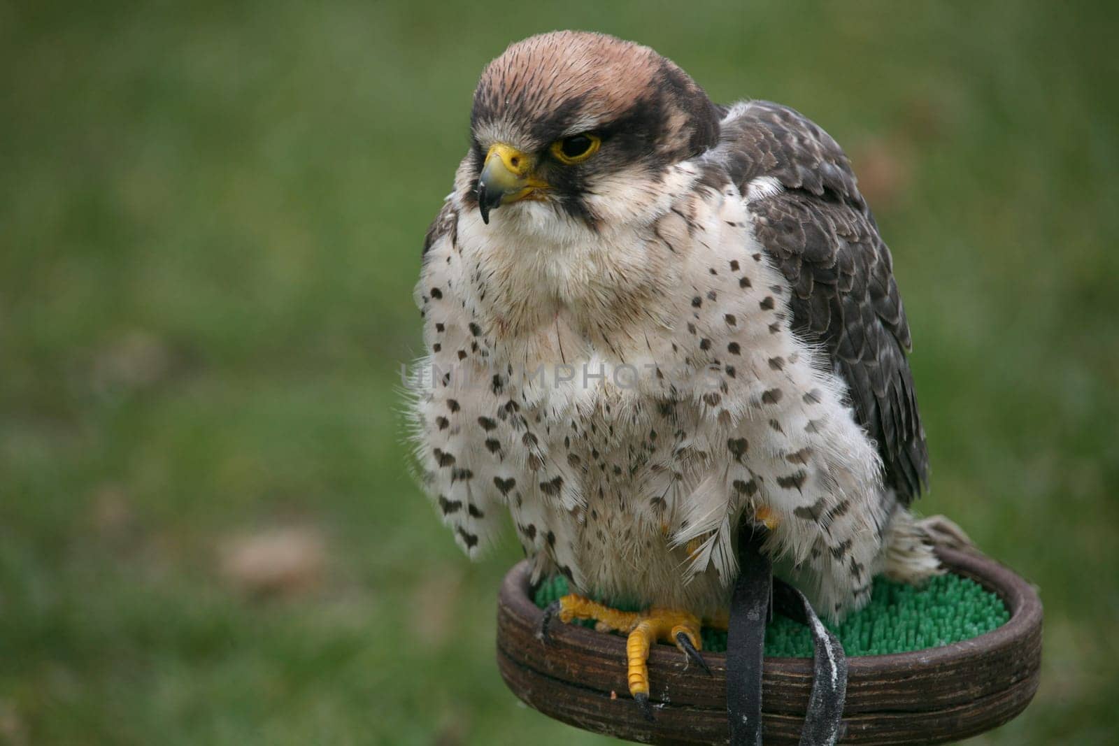 Lanner falcon