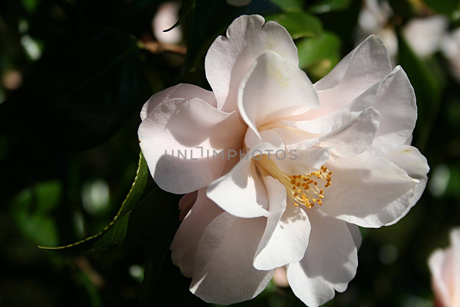 Shrub bloom