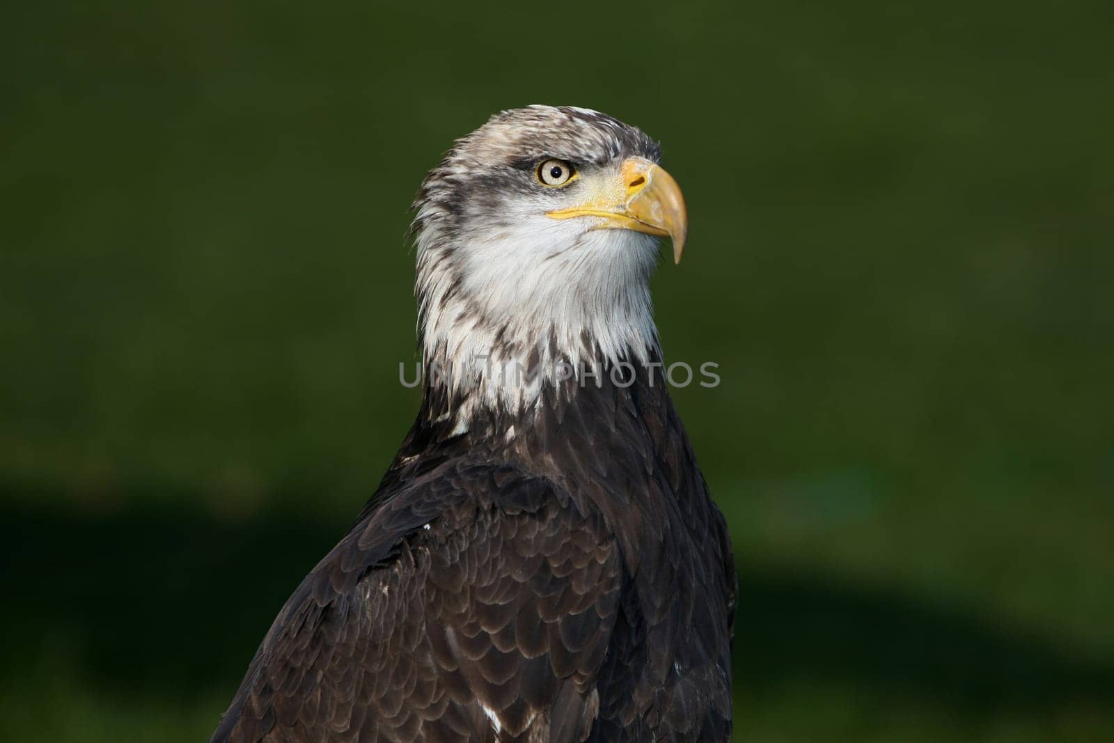 With ckaups in the wildlife park Freisen