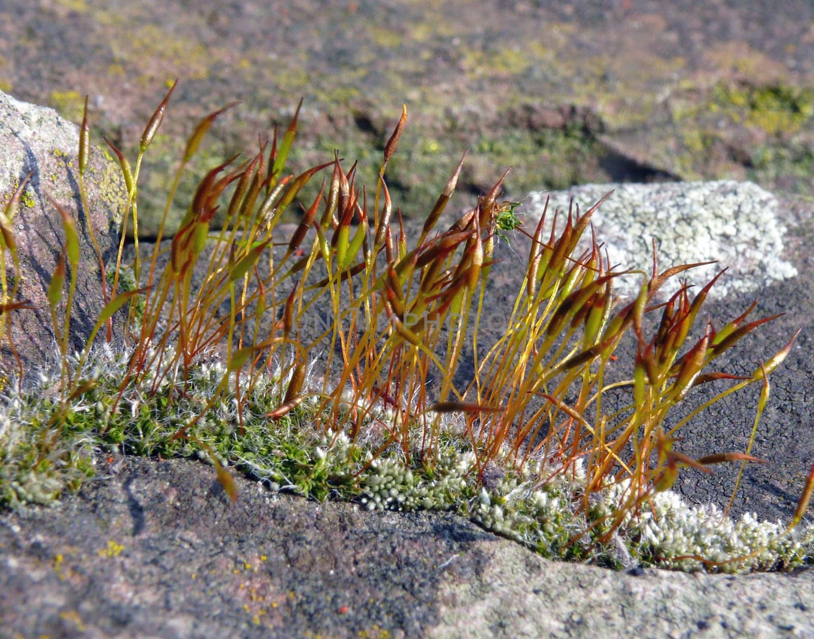 In early spring,the moss on the dry stone wall of my garden stands out due to the red-colored gametangia stands,which are also popularly known as "moss blossom"""