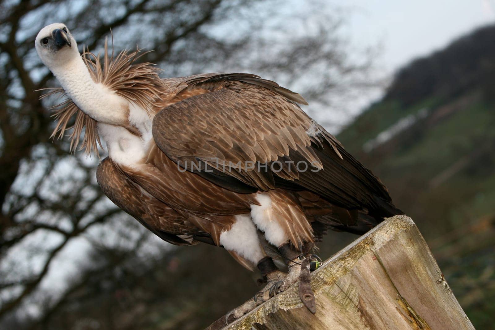 With ckaups in the wildlife park Freisen