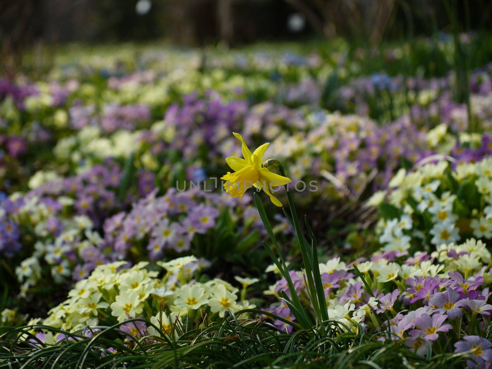 Daffodil