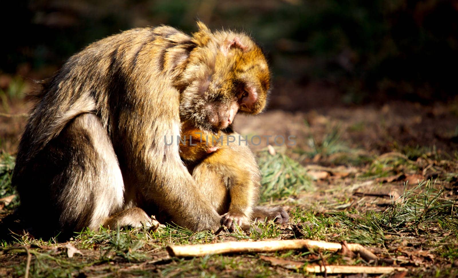 Motherly Feeling