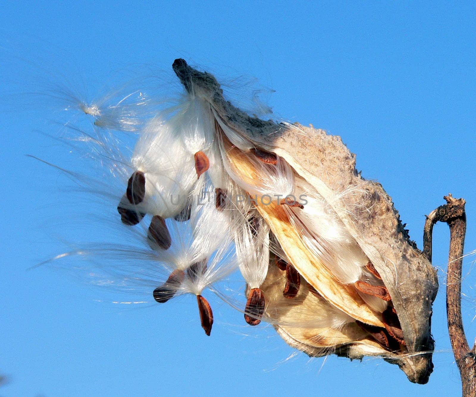 breaking cotton capsule