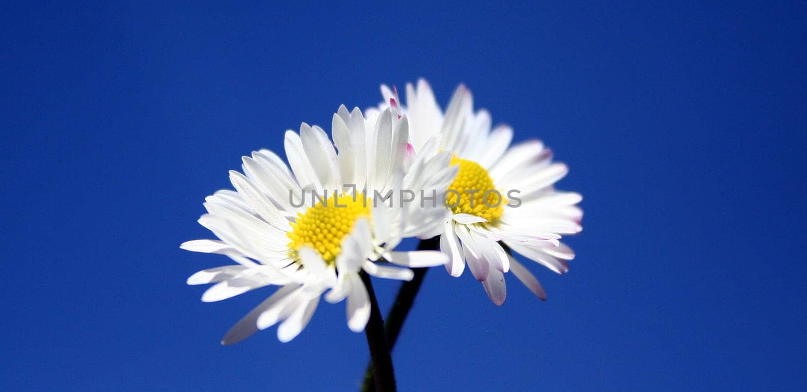Love unites