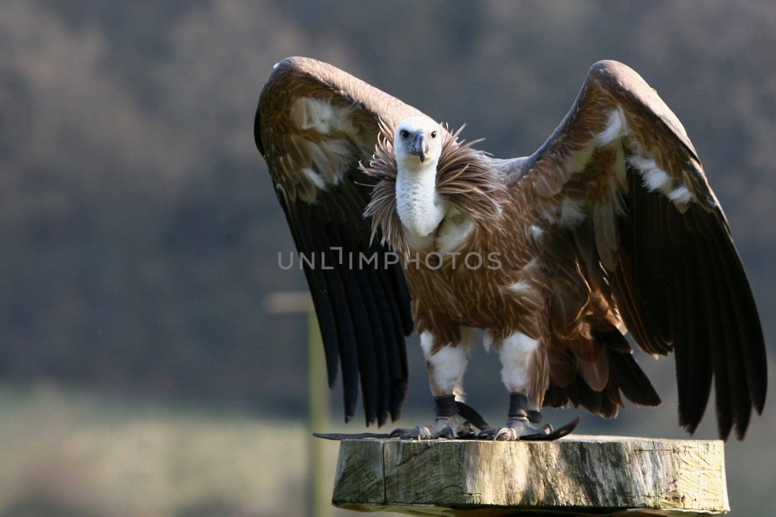 With ckaups in the wildlife park Freisen