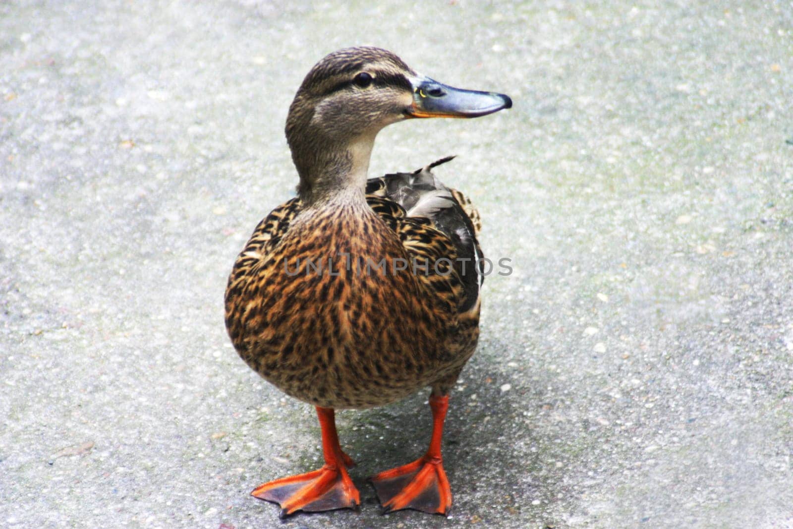 Suddenly,she waddled across the courtyard :D