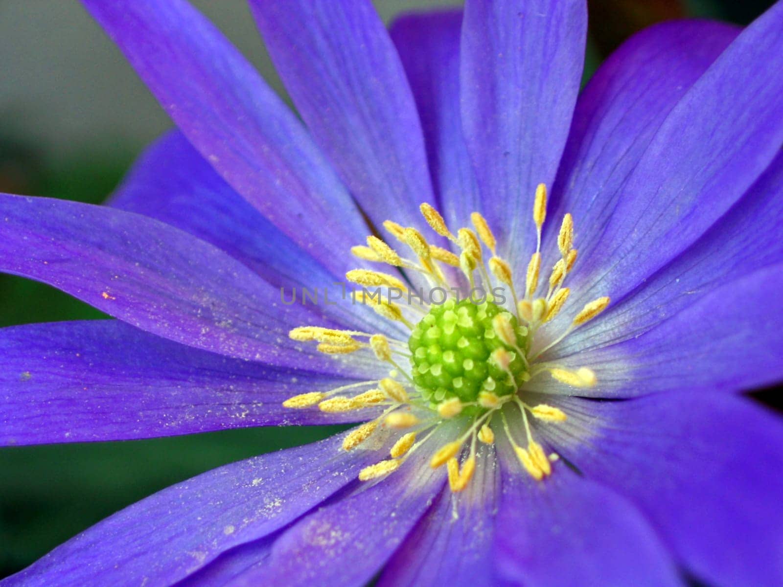 Anemone blanda