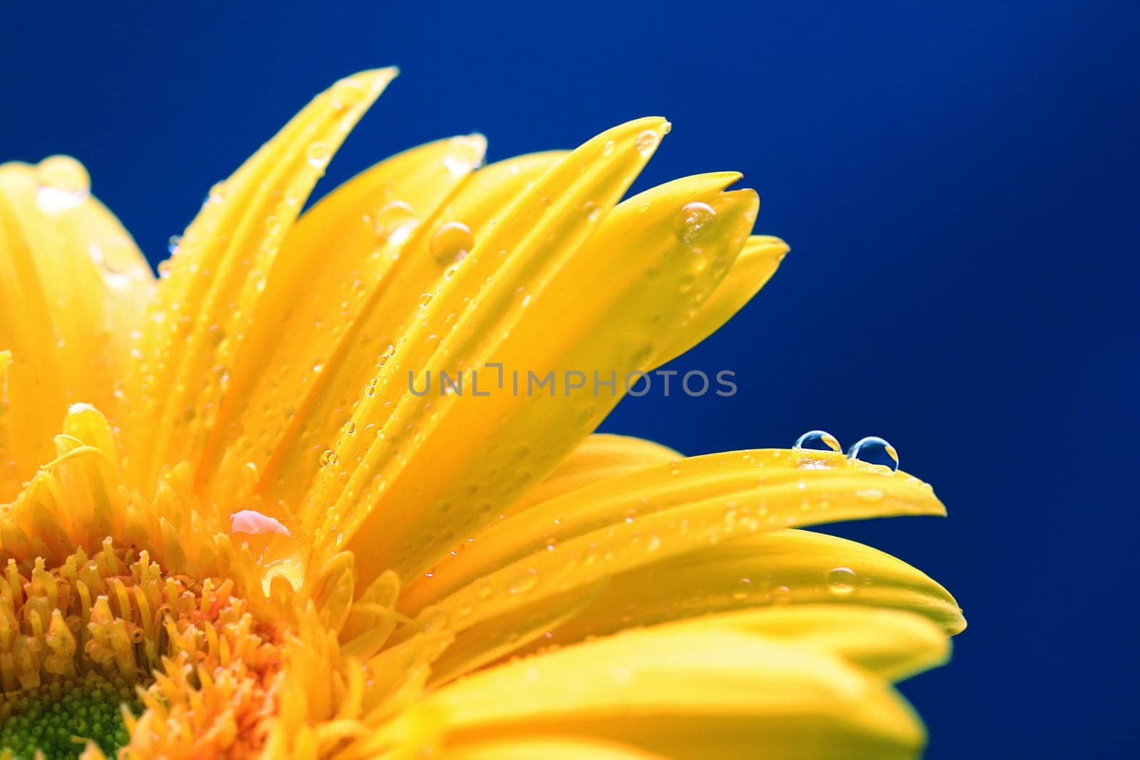 yellow gerbera II
