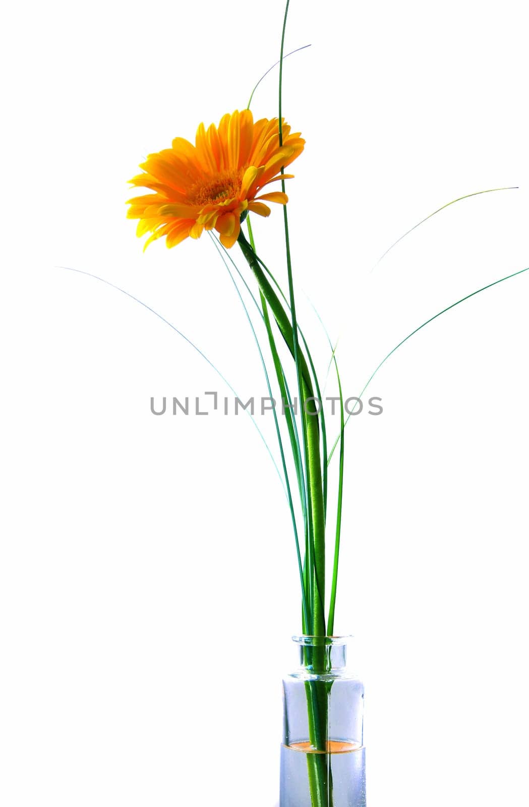 yellow gerbera